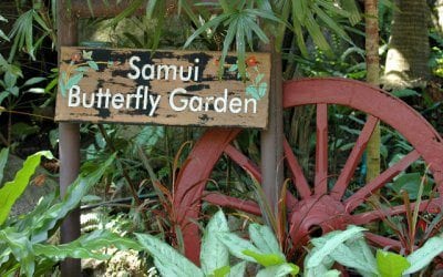 حديقة الفراشات فى ساموي