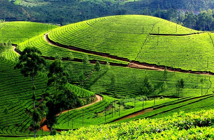 مصنع الشاى فى اندونيسيا
