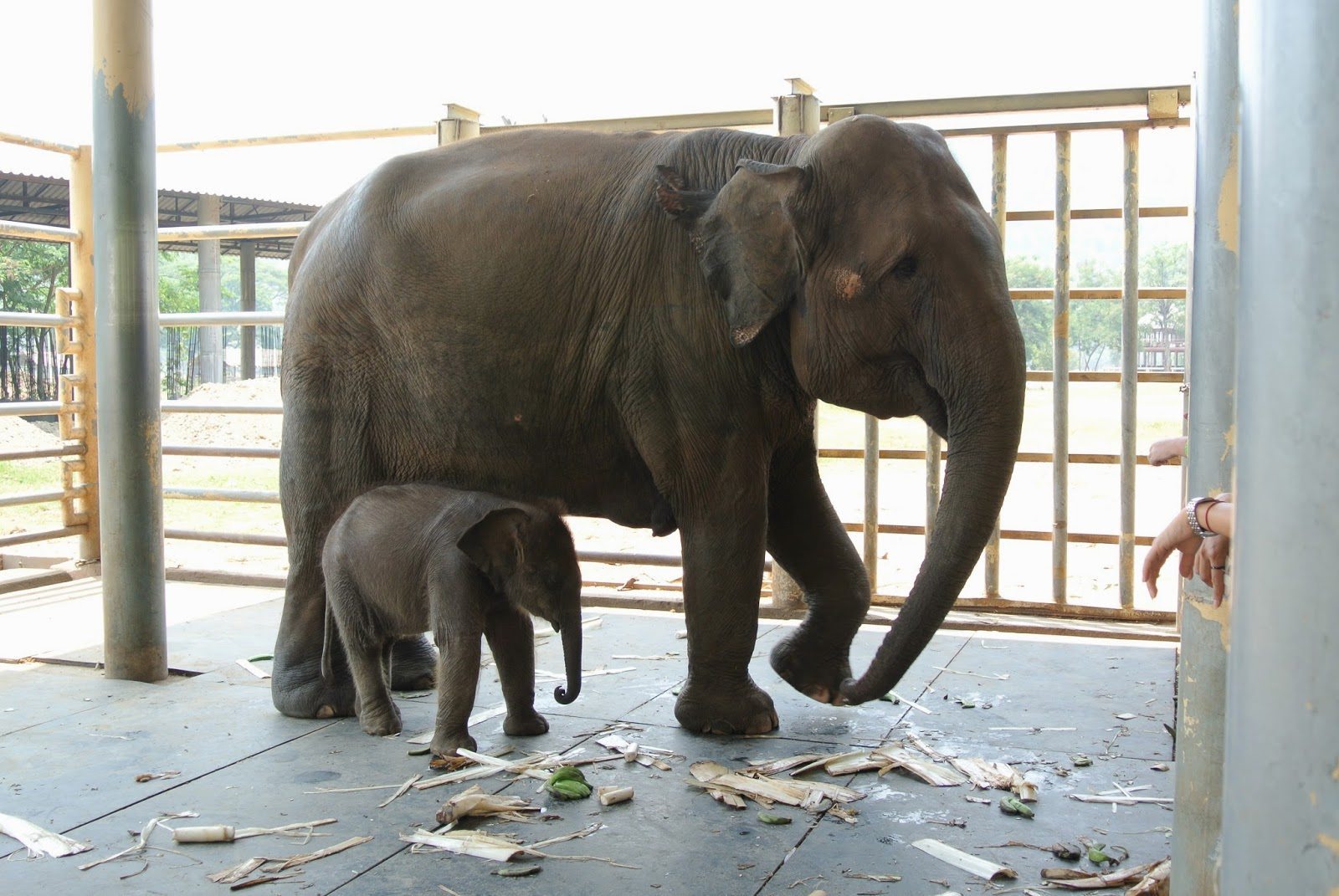 حديقة الفيلة في شنغماي