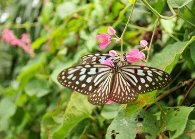 حديقة الفراشات فى جزيرة ساموي