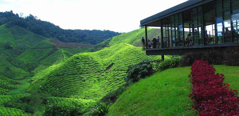 مزارع الشاي كاميرون هايلاند الاماكن سياحية في ماليزيا