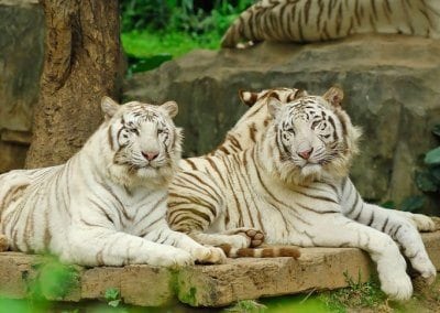 حديقة حيوانات شنغماي