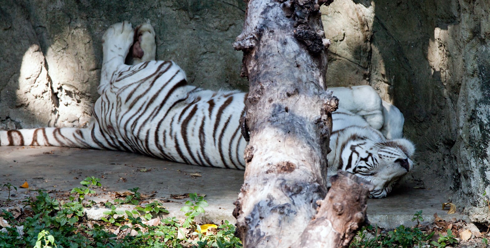 اهم الانشطة الترفيهيه و السياحية فى حديقة حيوانات دوسيت تايلاند | حديقة دوسيت تايلاند