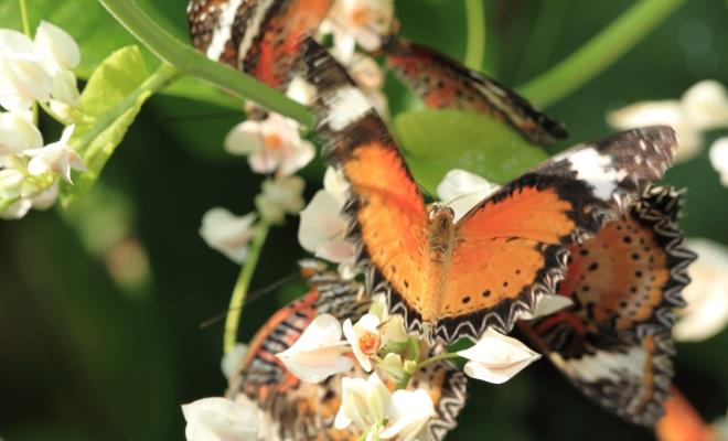 أفضل 6 أنشطة في حديقة الفراشات في بينانج ماليزيا