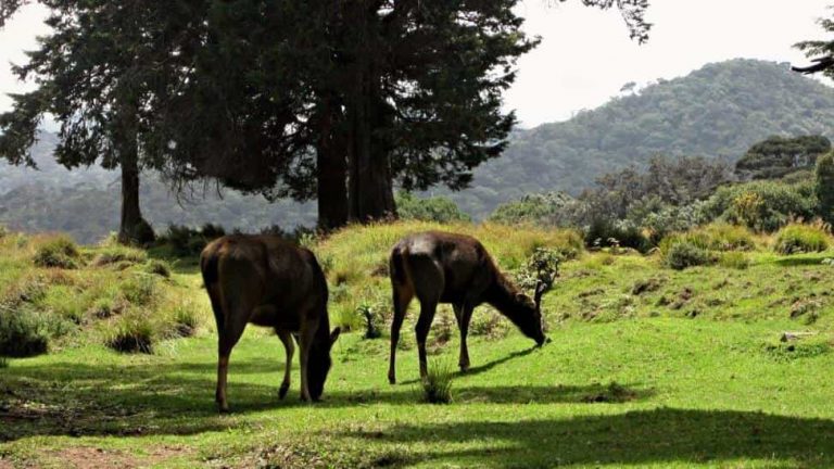 أنشطة في حديقة هورتون بلينز الوطنية نوراليا سريلانكا