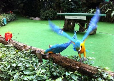 منتزه يورونغ للطيور فى سنغافورة