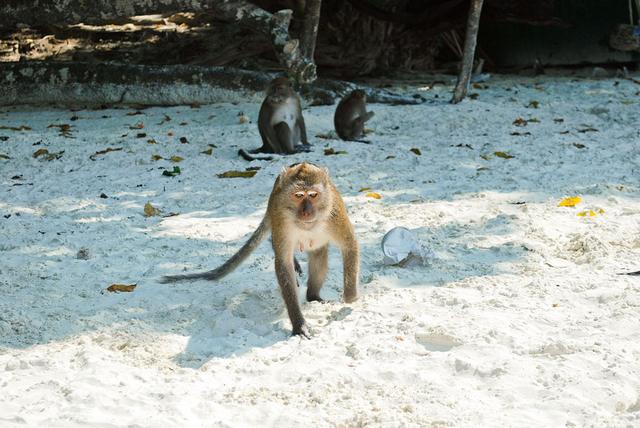 أفضل أنشطة في حديقة القردة بينانج ماليزيا | حديقة بينانج للقرده فى ماليزيا