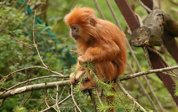 أفضل أنشطة في حديقة القردة بينانج ماليزيا | حديقة بينانج للقرده فى ماليزيا