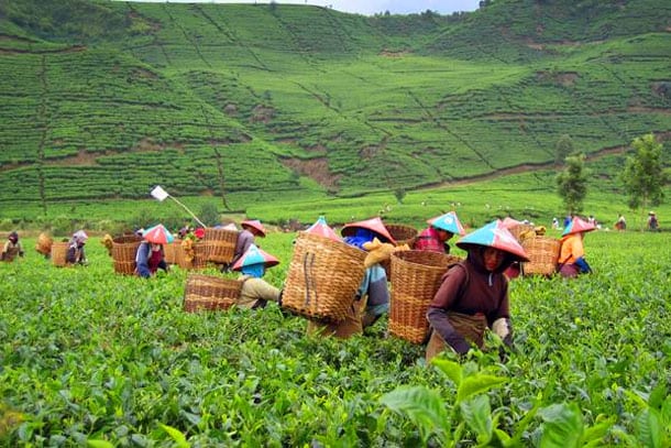 مصنع الشاى فى اندونيسيا | اكتشف روعه وجمال مصنع الشاى فى اندونيسيا