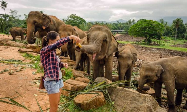 أفضل 6 أنشطة في ميتم الفيلة في كاندي سريلانكا