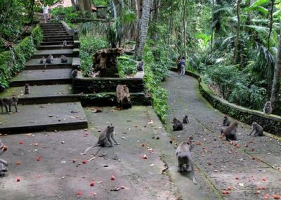 غابة القرود أوبود