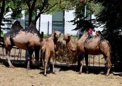 حديقة حيوان باكو |الانشطه السياحية والترفيهيه فى حديقة حيوان باكو اذريبجان