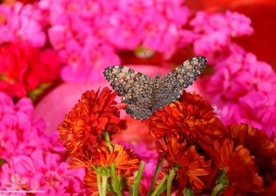 أروع الانشطة فى حديقة الفراشات في دبي | حديقة الفراشات فى دبى الامارات
