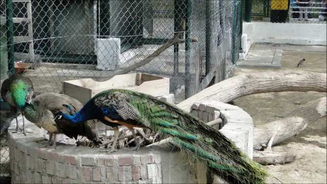 اهم الانشطة في حديقة حيوانات دبي الامارات والتمتع بما فيها من جمال