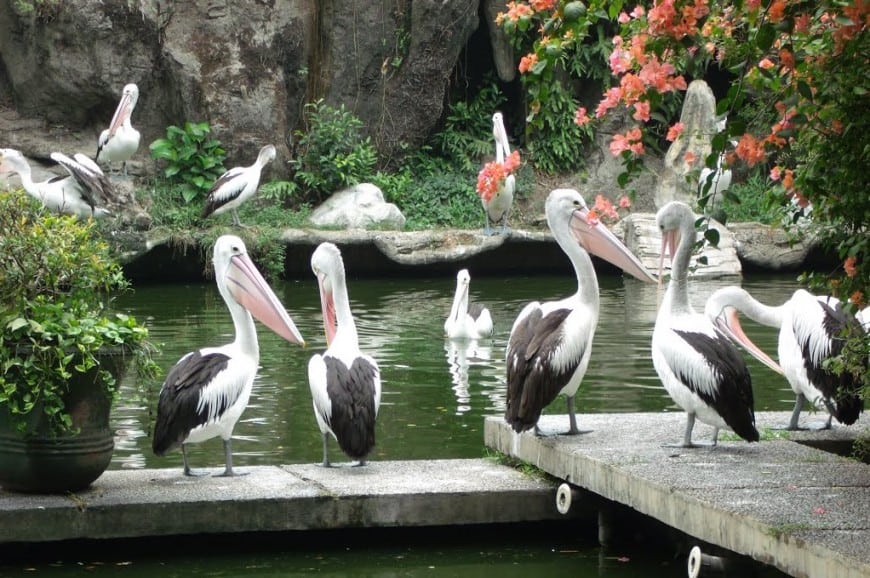 حديقة حيوان راغونان فى  اندونيسيا | الانشطة السياحية فى حديقة راغوان
