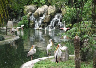 Jurong-Bird-Park