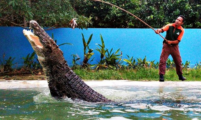 أفضل 7 أنشطة في حديقة الحياة البرية لنكاوي ماليزيا
