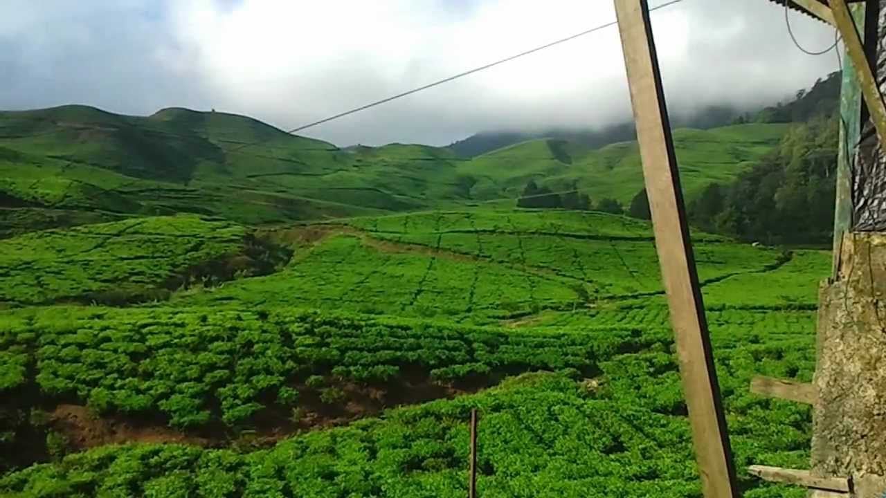 مصنع الشاى فى اندونيسيا | اكتشف روعه وجمال مصنع الشاى فى اندونيسيا