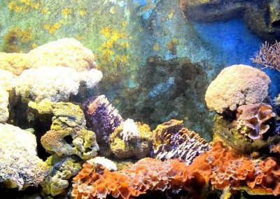 phuket-aquarium