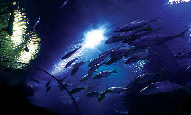 أفضل 5 أنشطة في عالم تحت الماء لنكاوي | عالم تحت الماء لنكاوى ماليزيا