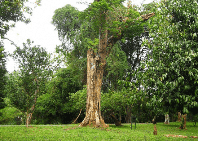 الحديقة النباتية الملكية فى كاندى من اجمل الاماكن السياحية الموجودة في المدينة السريلانكية
