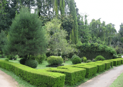 الحديقة النباتية الملكية فى كاندى من اجمل الاماكن السياحية الموجودة في المدينة السريلانكية
