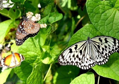 حديقة الفراشات فى جزيرة ساموي