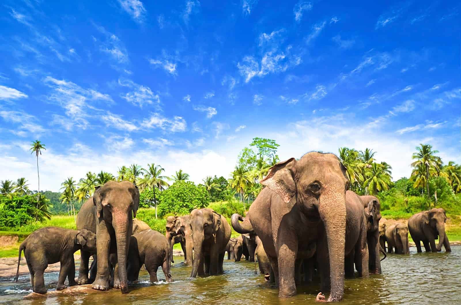 افضل واجمل 5 اماكن سياحية فى سريلانكا