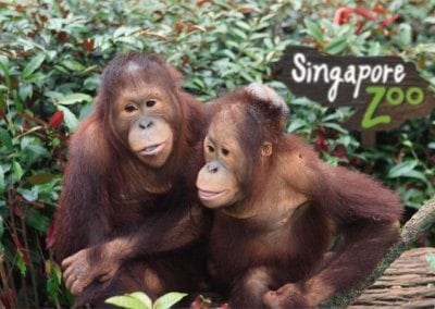 حديقة الحيوانات فى سنغافورة