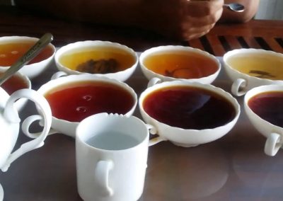 مصانع الشاي في كاندي