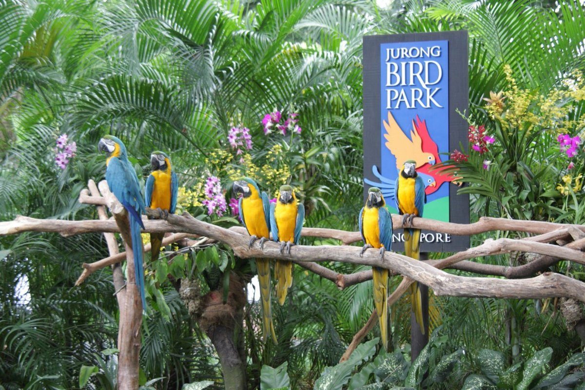 أفضل 10 انشطة في منتزه يورونغ للطيور سنغافورة